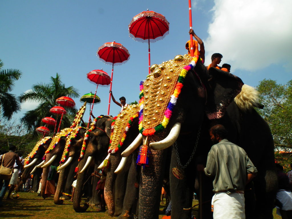 Elephant_kerala - Diwas Wedding Planners